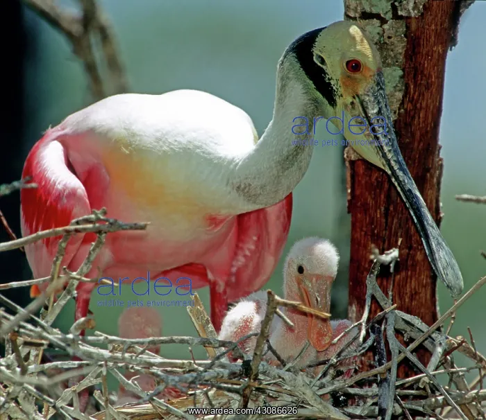 : Roseate Spoonbill with young : Roseate Spoonbill with young