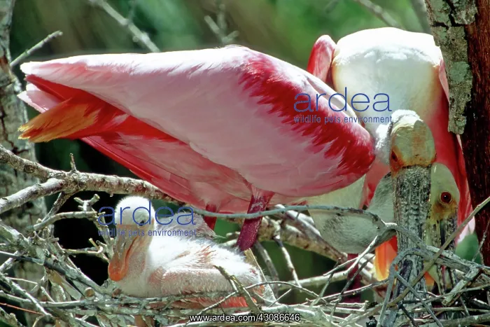 : Roseate Spoonbill with young : Roseate Spoonbill with young