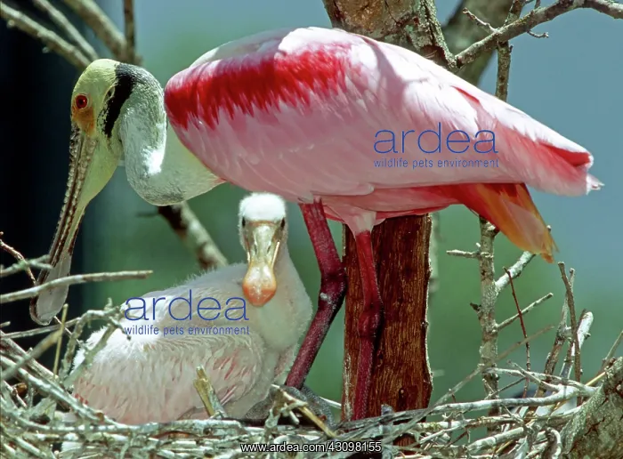 : Roseate Spoonbill with young : Roseate Spoonbill with young