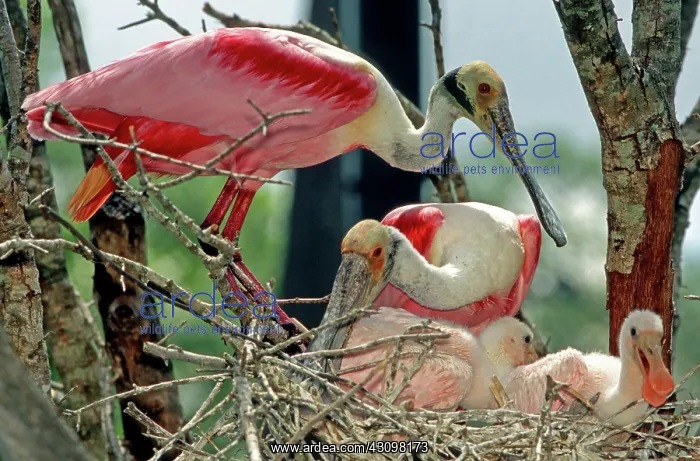 : Roseate Spoonbill with young : Roseate Spoonbill with young