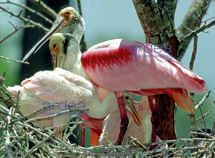 : Roseate Spoonbill with young : Roseate Spoonbill with young