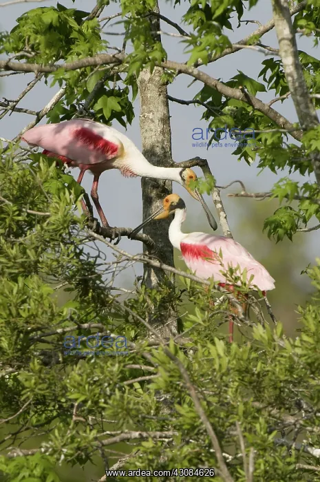 : Roseate spoonbills : Roseate spoonbills