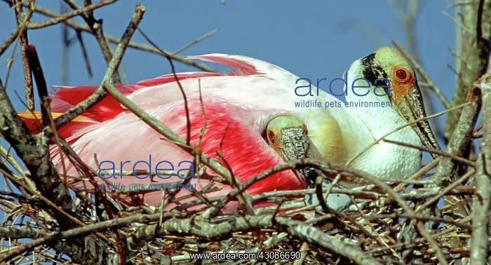 : Roseate Spoonbills : Roseate Spoonbills