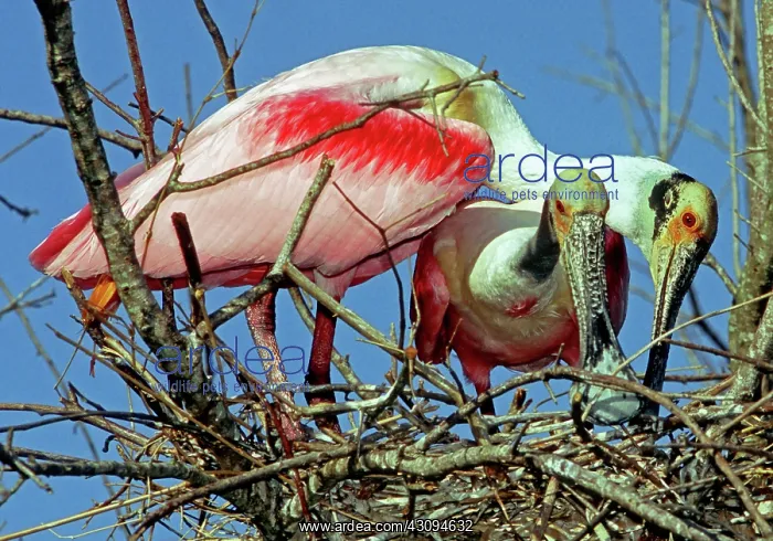 : Roseate Spoonbills : Roseate Spoonbills