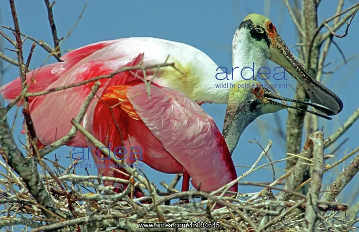 : Roseate Spoonbills : Roseate Spoonbills