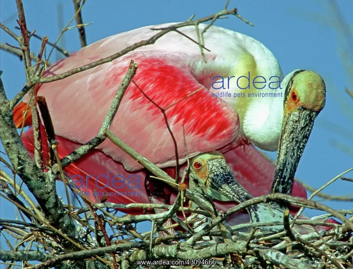 : Roseate Spoonbills : Roseate Spoonbills