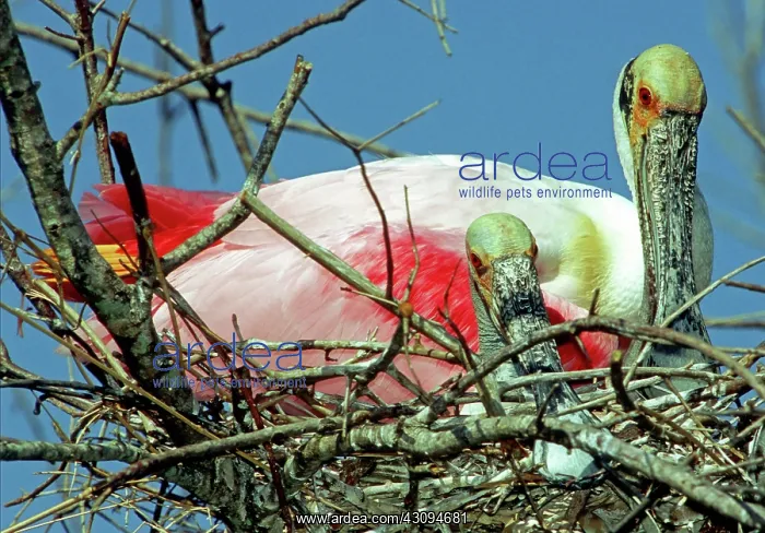 : Roseate Spoonbills : Roseate Spoonbills
