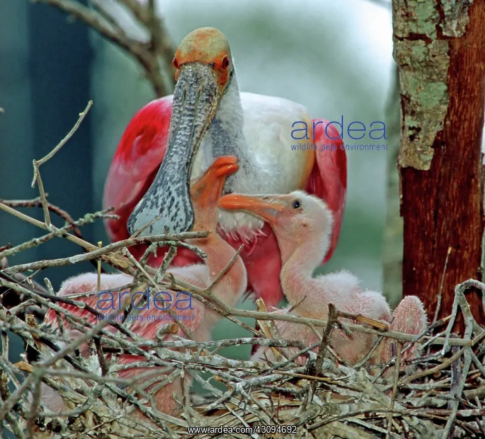 : Roseate Spoonbills : Roseate Spoonbills
