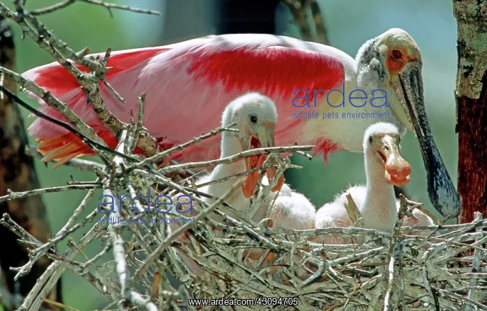 : Roseate Spoonbills : Roseate Spoonbills