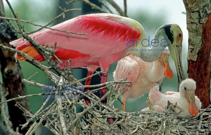 : Roseate Spoonbills : Roseate Spoonbills