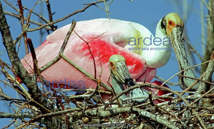 : Roseate Spoonbills : Roseate Spoonbills