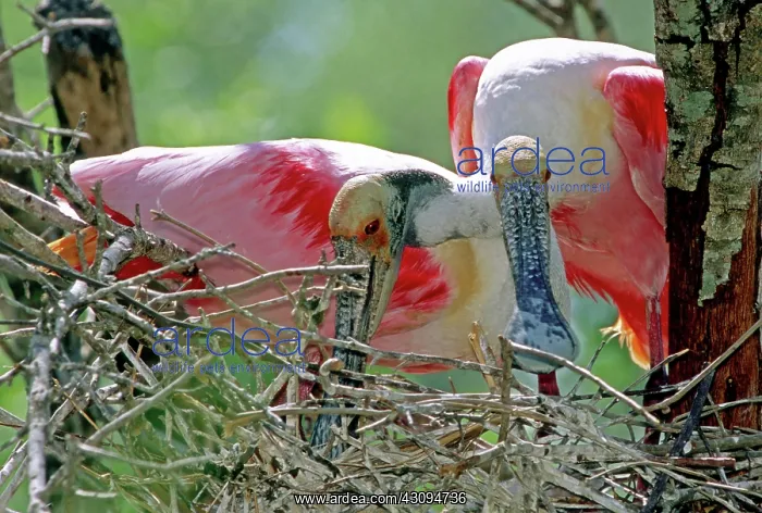 : Roseate Spoonbills : Roseate Spoonbills