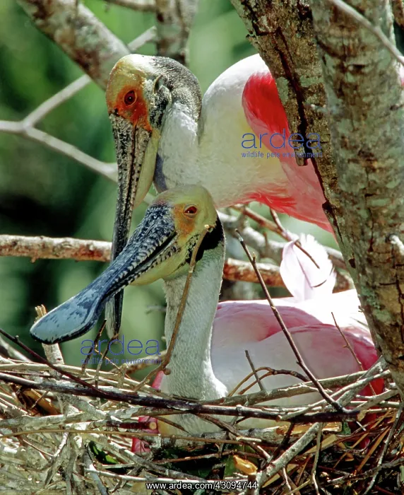 : Roseate Spoonbills : Roseate Spoonbills