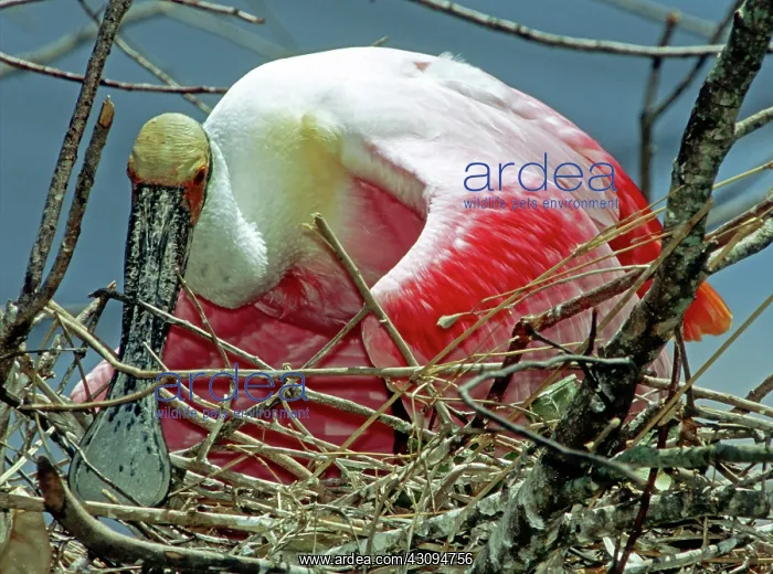 : Roseate Spoonbills : Roseate Spoonbills