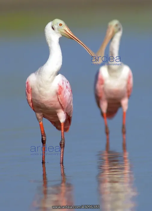 : Roseate Spoonbills : Roseate Spoonbills