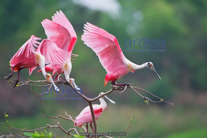 : Roseate Spoonbills (Ajaia ajaja) landing : Roseate Spoonbills (Ajaia ajaja) landing