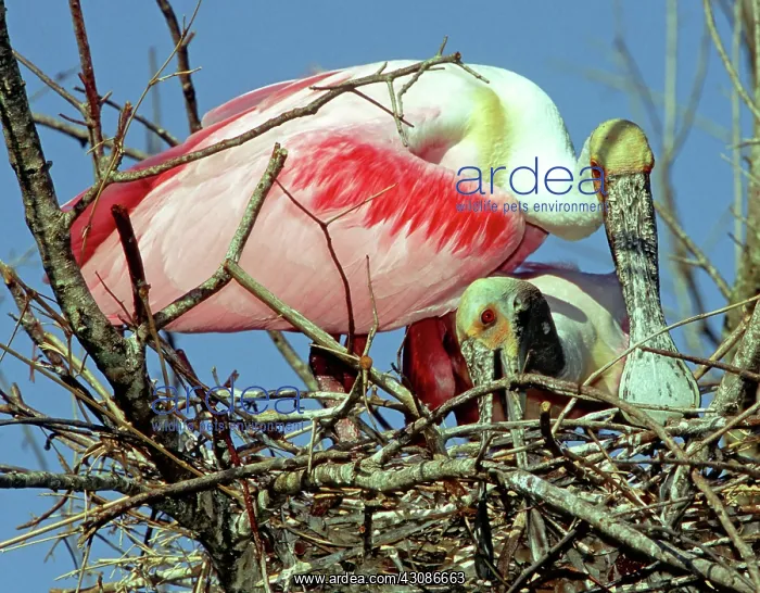 : Roseate Spoonbills building nest : Roseate Spoonbills building nest