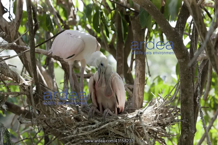 : Roseate Spoonbills on nest : Roseate Spoonbills on nest