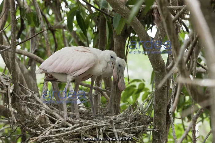 : Roseate Spoonbills on nest : Roseate Spoonbills on nest