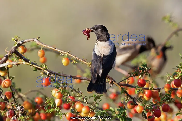 : Roseate starling (Pastor roseus), adult bird with : Roseate starling (Pastor roseus), adult bird with