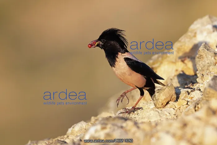 : Roseate starling (Pastor roseus), adult bird with : Roseate starling (Pastor roseus), adult bird with