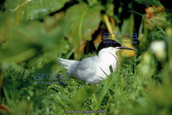  : Roseate Tern