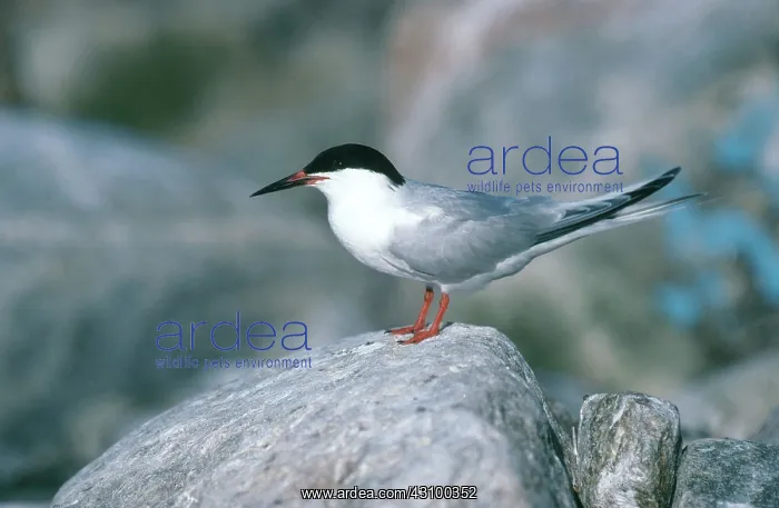 : Roseate Tern : Roseate Tern