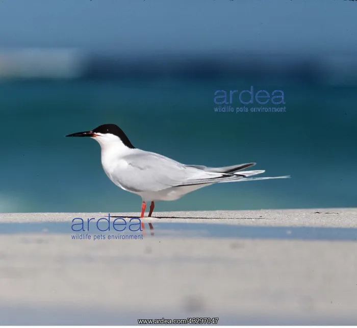 : ROSEATE TERN ON BEACH : ROSEATE TERN ON BEACH