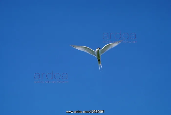 : ROSEATE TERN - IN FLIGHT : ROSEATE TERN - IN FLIGHT