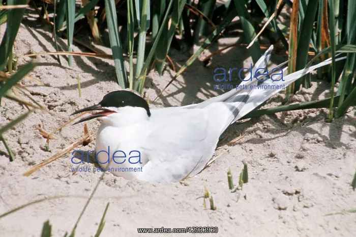 : Roseate Tern - at nest