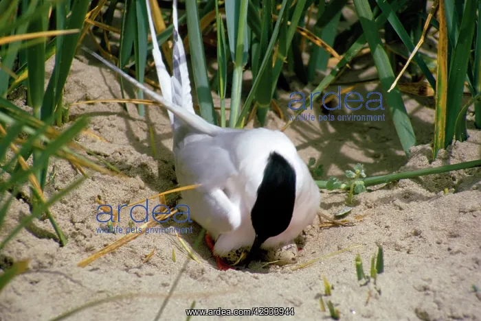 : Roseate Tern - on nest with eggs : Roseate Tern - on nest with eggs