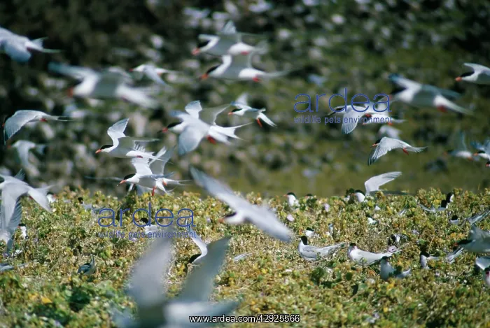  : Roseate Terns - in flight over colony