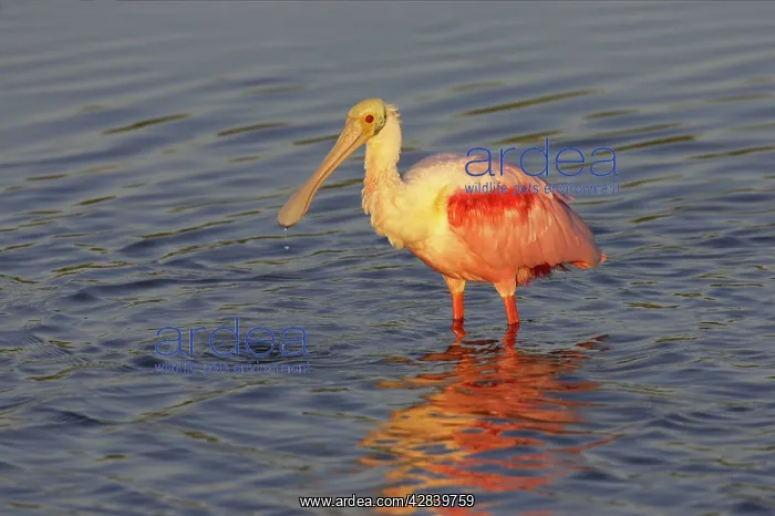 : Roseatte / Roseate SPOONBILL - feeding at first light : Roseatte / Roseate SPOONBILL - feeding at first light