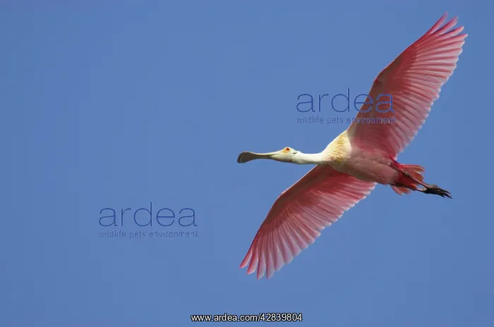 : Roseatte / Roseate SPOONBILL - in flight : Roseatte / Roseate SPOONBILL - in flight
