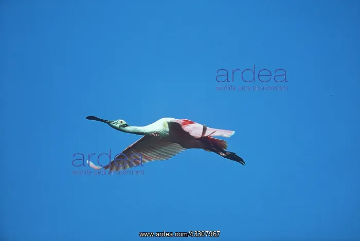 : Roseatte / Roseate SPOONBILL - in flight : Roseatte / Roseate SPOONBILL - in flight
