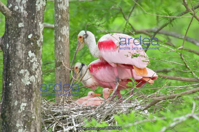  : Roseatte  /  Roseate SPOONBILL - At nest