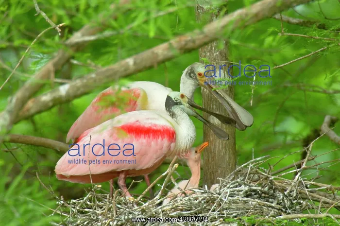 : Roseatte / Roseate SPOONBILL - At nest with young : Roseatte / Roseate SPOONBILL - At nest with young