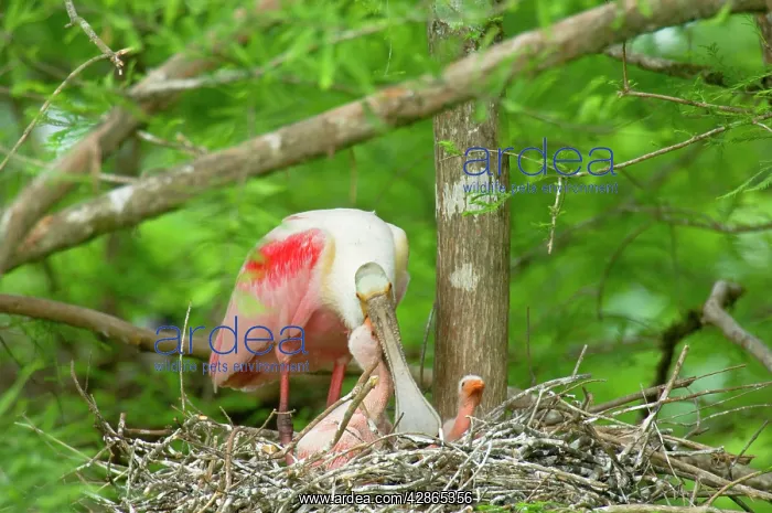 : Roseatte / Roseate SPOONBILL - At nest with young : Roseatte / Roseate SPOONBILL - At nest with young