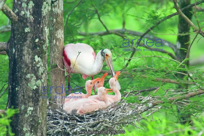 : Roseatte / Roseate SPOONBILL - At nest with young : Roseatte / Roseate SPOONBILL - At nest with young