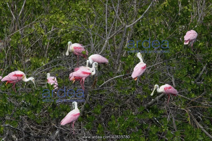 : Roseatte / Roseate SPOONBILL - In trees, high tide roost : Roseatte / Roseate SPOONBILL - In trees, high tide roost