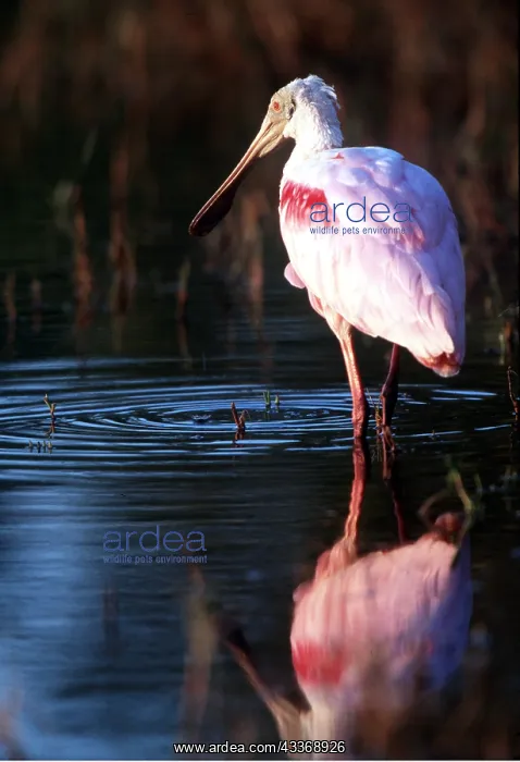 : Roseatte / Roseate SPOONBILL - wading through water : Roseatte / Roseate SPOONBILL - wading through water
