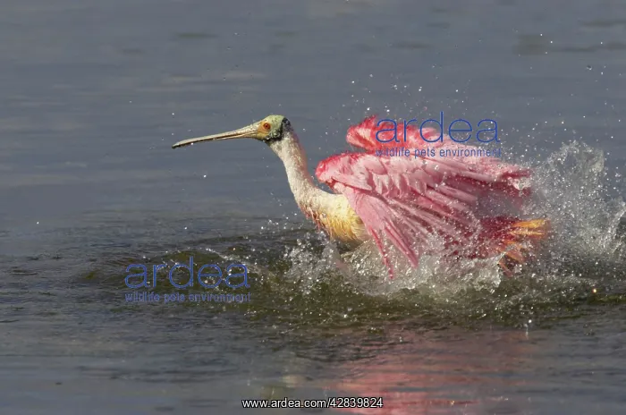 : Roseatte / Roseate SPOONBILL - washing : Roseatte / Roseate SPOONBILL - washing