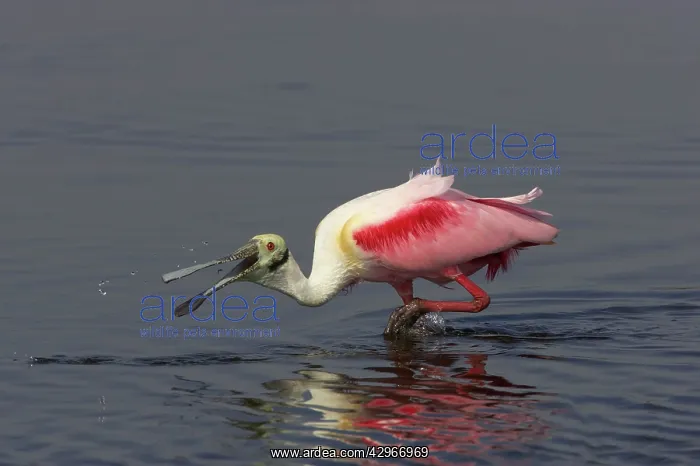 : Roseatte Spoonbill - feeding : Roseatte Spoonbill - feeding