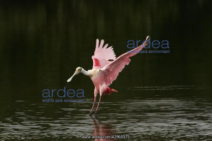 : Roseatte Spoonbill landing in mangrove lagoon - : Roseatte Spoonbill landing in mangrove lagoon -