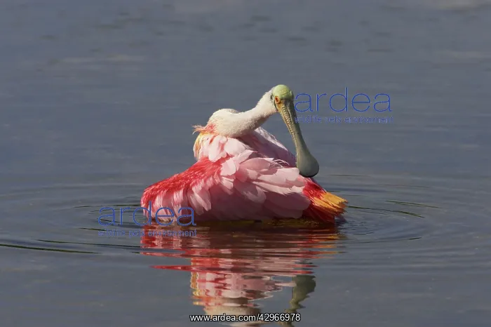 : Roseatte Spoonbill - washing - Ding Darling : Roseatte Spoonbill - washing - Ding Darling
