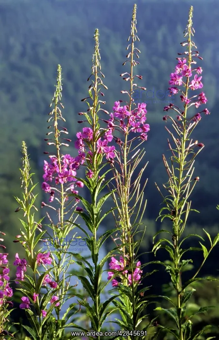 : Rosebay Willowherb : Rosebay Willowherb
