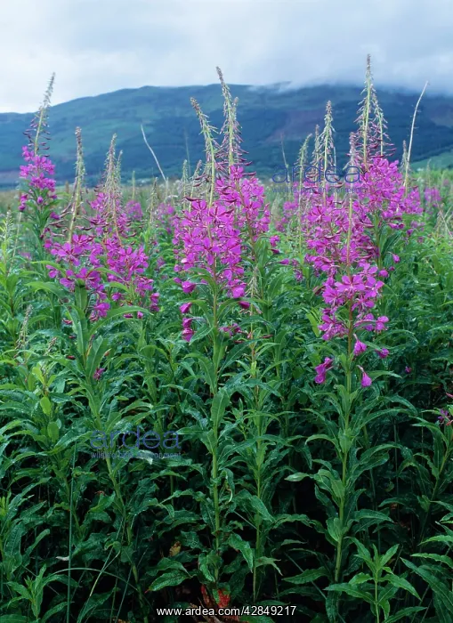 : ROSEBAY WILLOWHERB : ROSEBAY WILLOWHERB