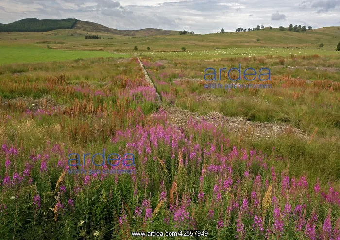 : Rosebay Willowherb : Rosebay Willowherb