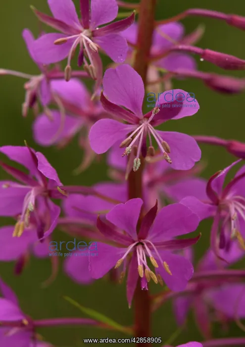 : Rosebay willowherb : Rosebay willowherb