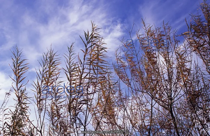  : Rosebay willowherb